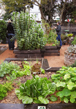 garden, food garden, composting, growing food, plants, backyard garden, going green, sustainability