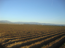 California, crops, farms, farmland, food supply, livestock, fruits, vegetables, nuts