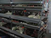 Cage Free, going green, free run, cagefree, freerun, eggs, battery cages, bill lauto, gtg, goingtruegreen, food labels, comfort coop, nest laid, furnished cages, organic, no gmos, gmo, enriched cages, free range