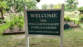 Dahlia, William Wolkoff, garden, wolkoff garden, compost, composting, Long Island, anniversary, sustainable living, sustainability, going true green, compost pile, going green