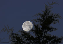 Blue Moon, Harvest Moon, Full Moon, moon, winter savings, save money, going green, sustainability