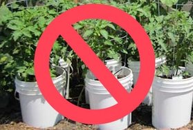 Growing tomato plants in 5 gallon buckets, 5 gallon buckets, 5 gallon pails, growing food in plastic, storing food in plastic, clay pots