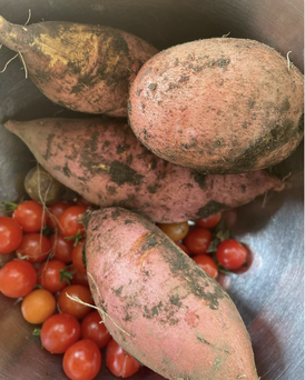 #Sweet potatoes #garden #FallHarvest #Thanksgiving #SustainableLiving